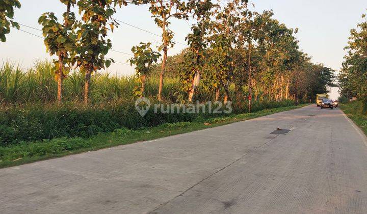 ZONA merah di Purwodadi Grobogan Jawa tengah 1