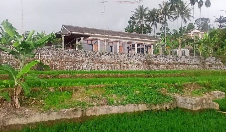 Dijual tanah sawah 2