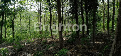 TANAH KEBUN UNTUK INVESTASI GUNUNG PATI SEMARANG 1