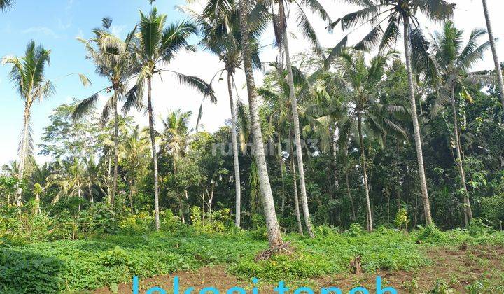 TANAH COCOK CLUSTER VILLA DI PAYANGAN UBUD 1