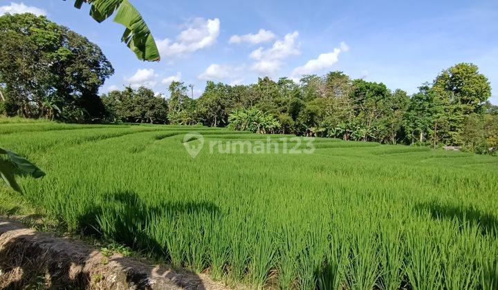 Tanah view sawah dekat Canggu dan Tanah Lot Bali 1