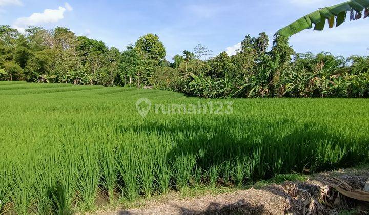 Tanah view sawah dekat Canggu dan Tanah Lot Bali 2