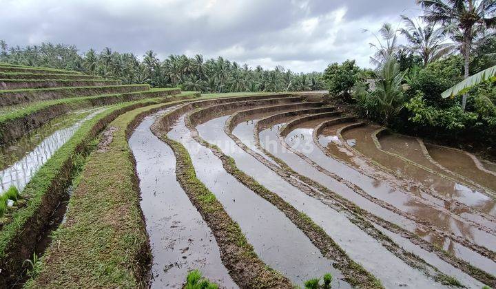 Tanah view sawah terasering di Tabanan Bali 1