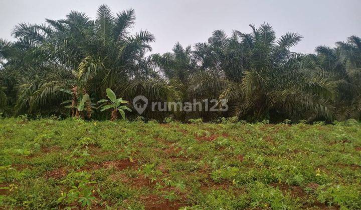 Tanah Murah Kebon Sawit Sukabumi Jabar 2