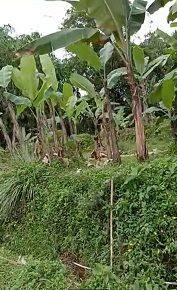 tanah kebun kaki gunung salak 2