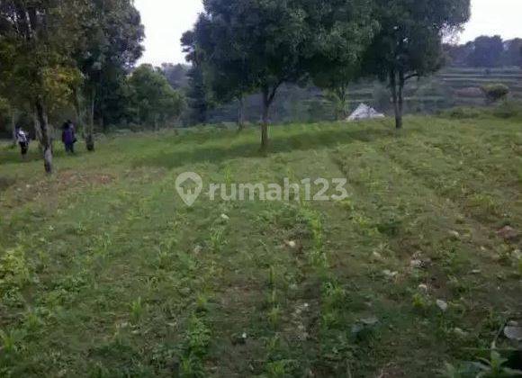 Tanah Kebun Murah Cisarua Dekat Lembang Padalarang tol Padaleunyi 1