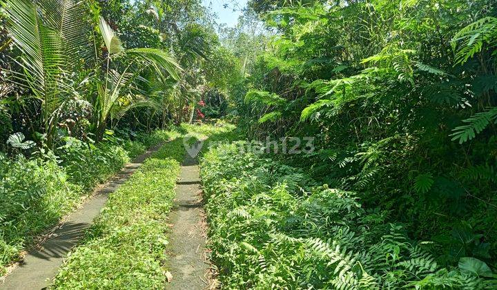 Cheap plantation land with car access in Penebel Tabanan 1