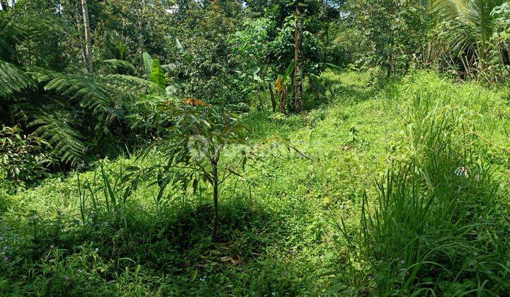 Cheap plantation land with car access in Penebel Tabanan 2