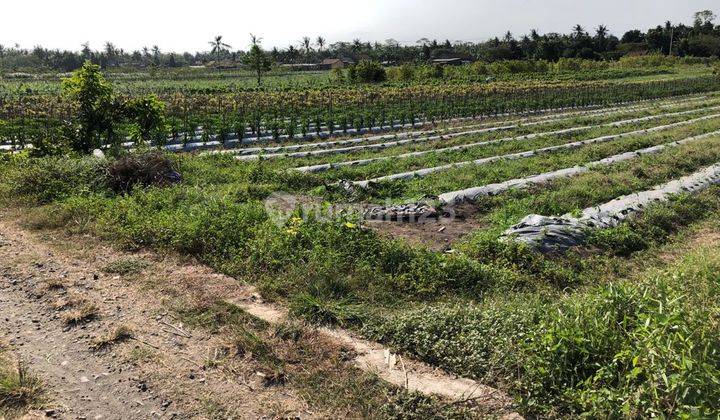 Tanah Kavling Ngombol Purworejo Jawa Tengah Siap Bangun 1