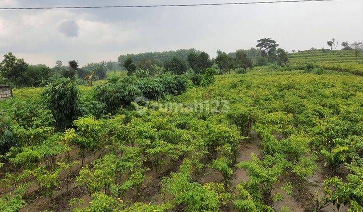 Tanah Plot Industri di Ploso Jombang 1