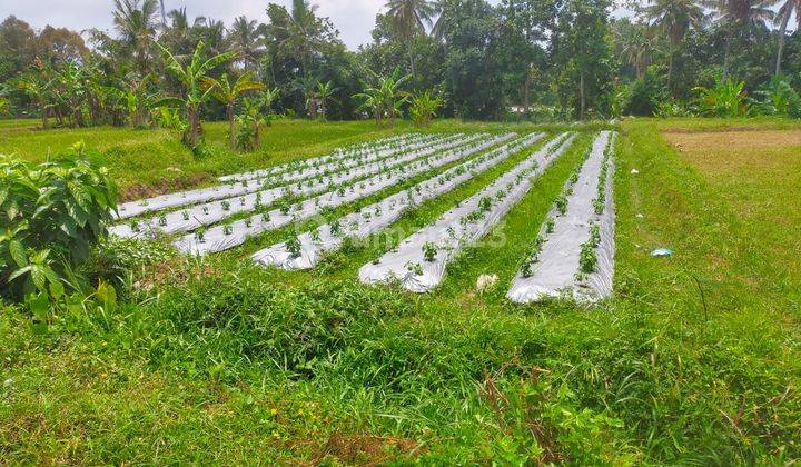 Tanah Sawah Murah Area Jl. Kaliurang km 15 1