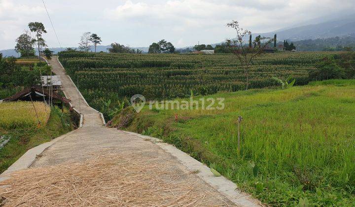 Sawah 1013 m2 Karang Karangpandan IDR 1,2 M 2