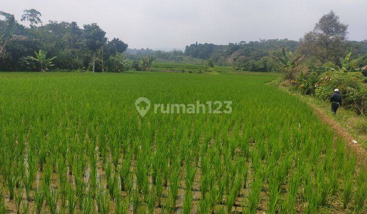 Tanah sawah untuk investasi dicaringin 1