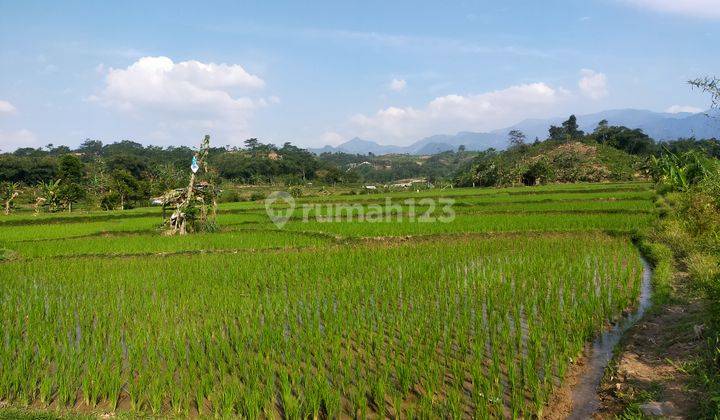 Tanah sawah untuk bisnis investasi diSukamakmur 1