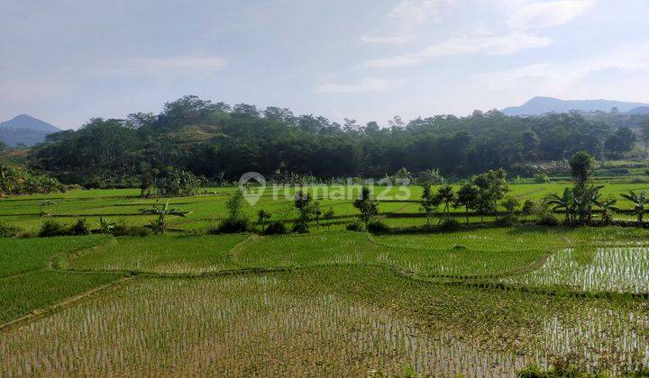 Tanah sawah untuk bisnis investasi diSukamakmur 2