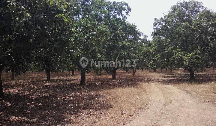 Kebun Mangga Subur Stratehgis DI Gantar 1