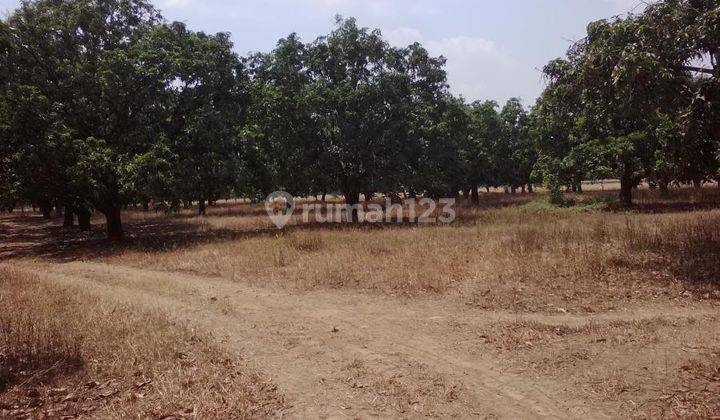 Kebun Mangga Subur Stratehgis DI Gantar 2