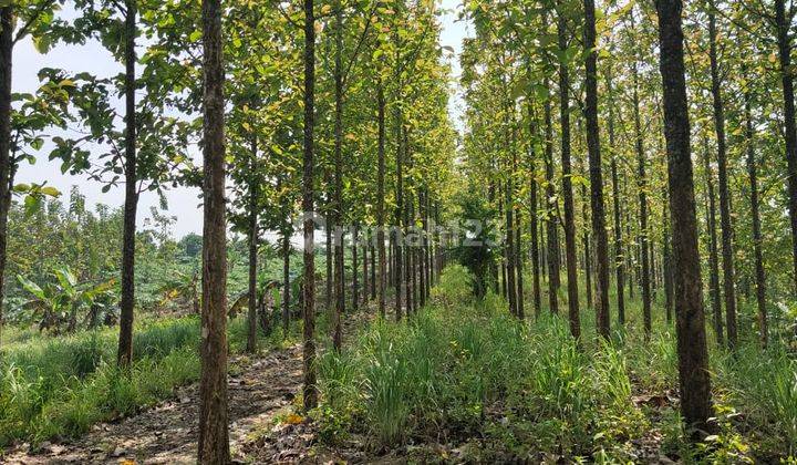 Tanah Kebon di pelabuhan Ratu, Sukabumi 2