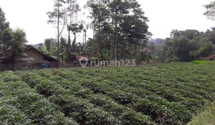 Tanah matang di banjaran bandung 1