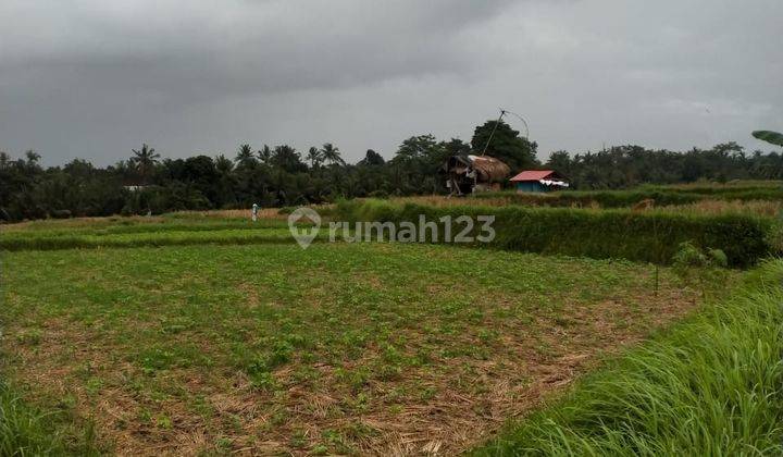 Rice field land for sale near Bali Bird Park 2