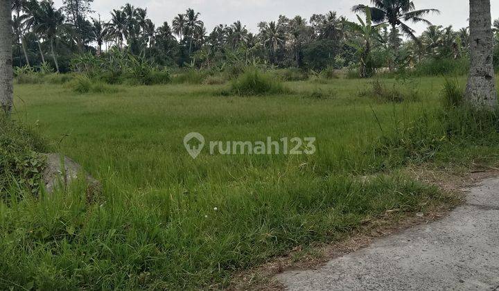 Tanah Super murah  di Harjobinangun Paken 1