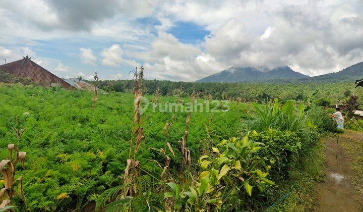 Tanah Di Baturiti Bedugul 2