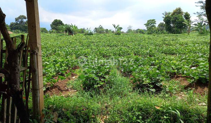 Tanah kebun 1