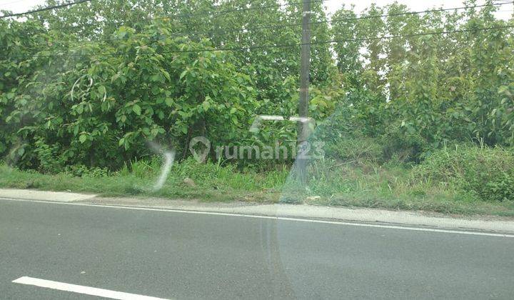 Tanah Raya Jati langkir Tikung Lamongan 1