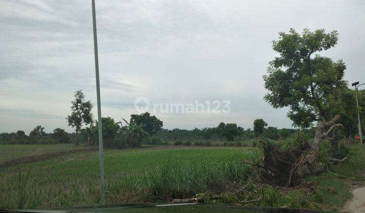 Tanah Lopang Tikung Lamongan 1