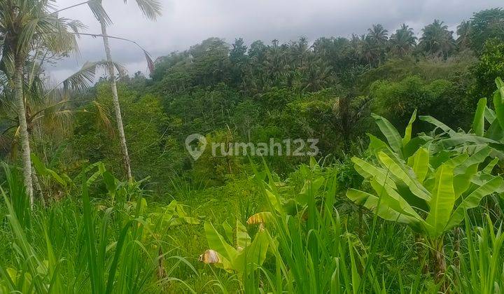 tanah murah vew lembah hutan area ubud payangan 2