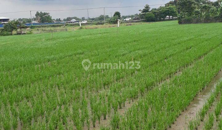 DIJUAL TANAH SAWAH KARAWANG TIMUR 1