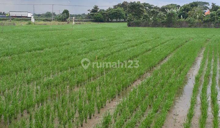 DIJUAL TANAH SAWAH KARAWANG TIMUR 2