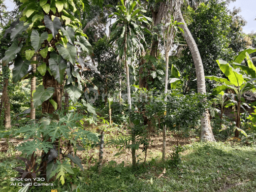 Tanah:5000 M2( 50   are) los sungai ,full view sawah abadi super murah siap Bangun Di kaba kaba Tabanan Bali 2