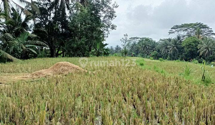 disewakan tanah view sawah di Payangan Ubud Bali 1