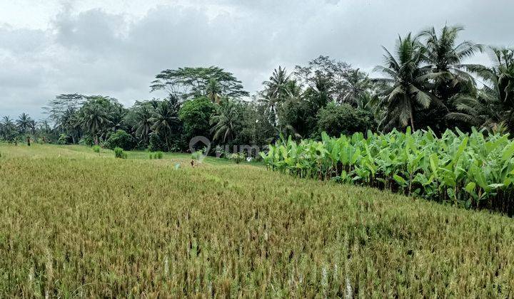 disewakan tanah view sawah di Payangan Ubud Bali 2