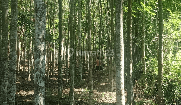 Tanah full pohon mahoni 100 batang dekat Objek wisata  1