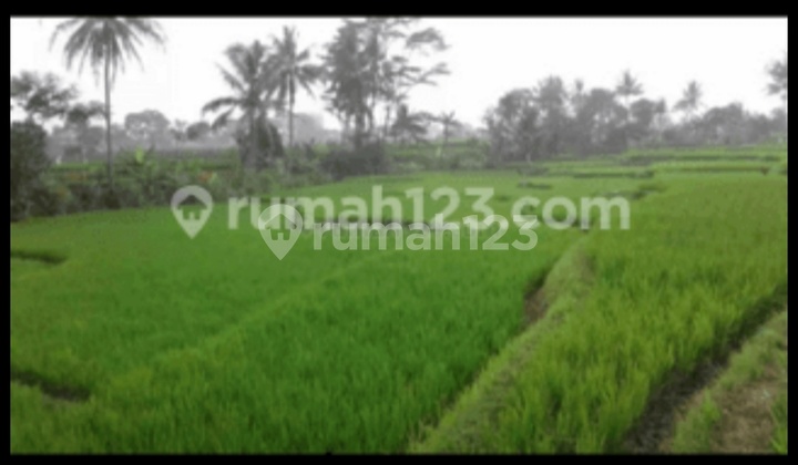 Tanah Sawah Cilaku Cianjur Jawa Barat