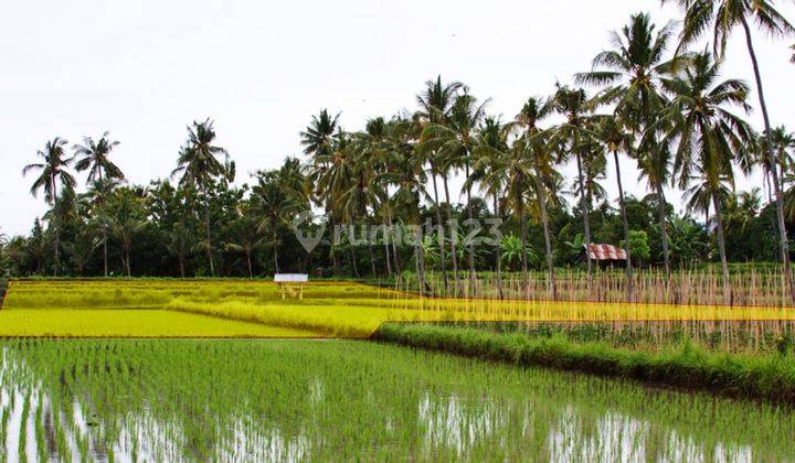 Tanah pemukiman di area Sambangan - Singaraja 1