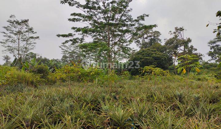 Tanah matang Cagak, Subang..lokasi strategis, hny 300mtr dr jalan raya besar. Akses jalan 2 mobil, bs utk perumahan 2