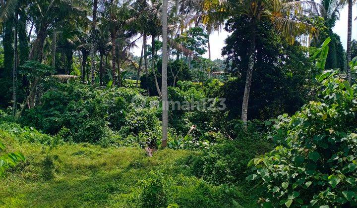 Cheap land in the rice fields and valleys of the Ubud area 2