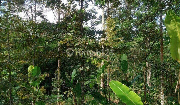 Pekarangan 1920m2 15 Pohon Durian Mojogedang 1