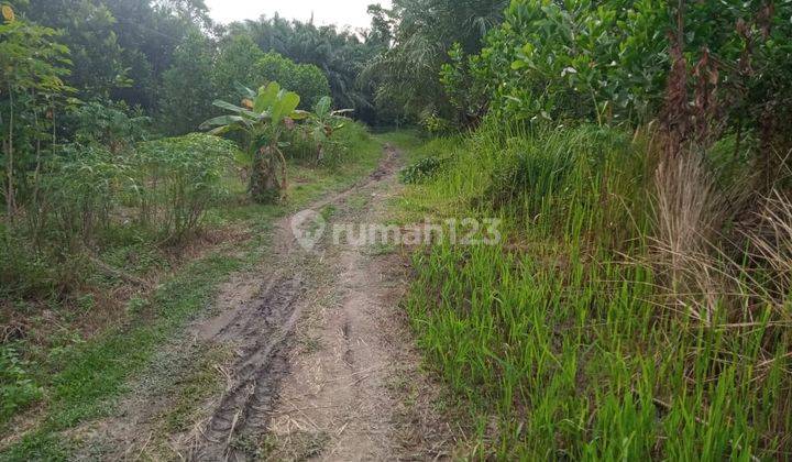 Dijual Tanah Murah Di Jl. Limbungan Ujung/Rumbai - Pekanbaru 1