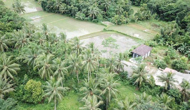 Jual Tanah Di Jalan Raya Petir, Warunggunung - Rangkasbitung, Lebak 2