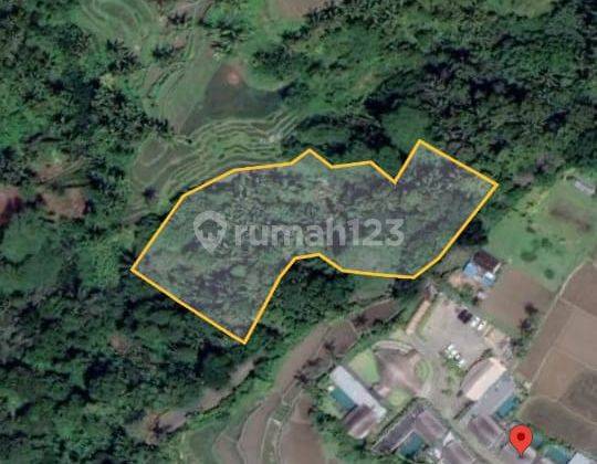 Land for sale near K Club Ubud at a very cheap price 1