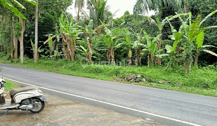 Tanah paling super murah di jalan raya tegalalang ubud utara 2