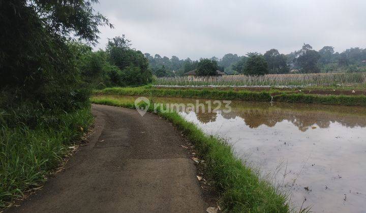 Tanah sawah sangat strategis cocok untuk bertanam dicaringin  1