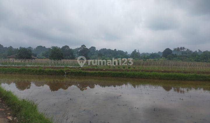 Tanah sawah sangat strategis cocok untuk bertanam dicaringin  2