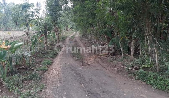 DIJUAL CEPAT TANAH PERKEBUNAN CANTIK DAN MENARIK DAERAH TETEY, BANTING HARGA SANGAT MURAH