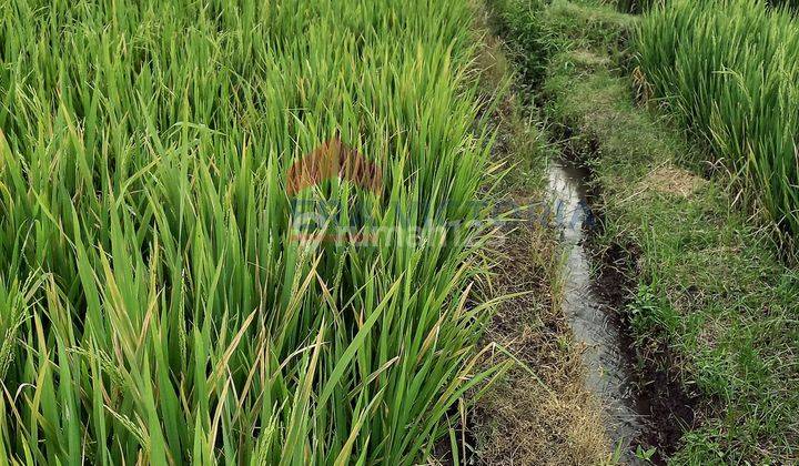 Tanah Sawah Dijual, Luas Tanah 901m2, Area Junrejo Batu 2