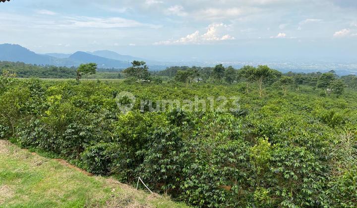 Dijual Cepat dan Murah Kebun Kopi Arabica di Cianjur Siap Panen